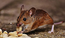 24 Hour & Emergency Exterminators in Pacific Gas And Electric, CA